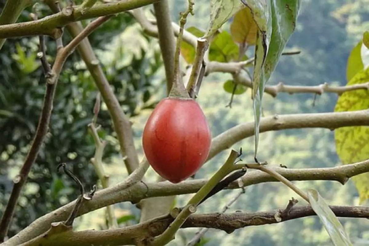 Conheça a fruta Tamarillo e suas origens, plante em casa e desfrute de seus benefícios