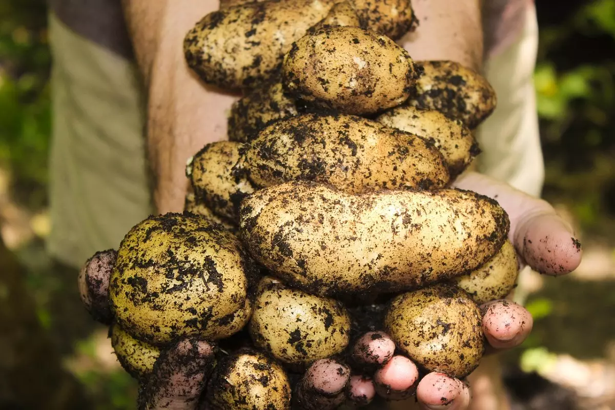 É possível plantar batata inglesa em vaso? Aprenda dicas supereconômicas e eficientes