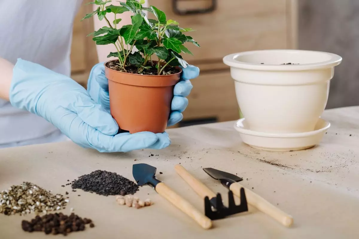 Confira os principais erros ao cultivar horta em casa: não erre mais! - Fonte: Canva