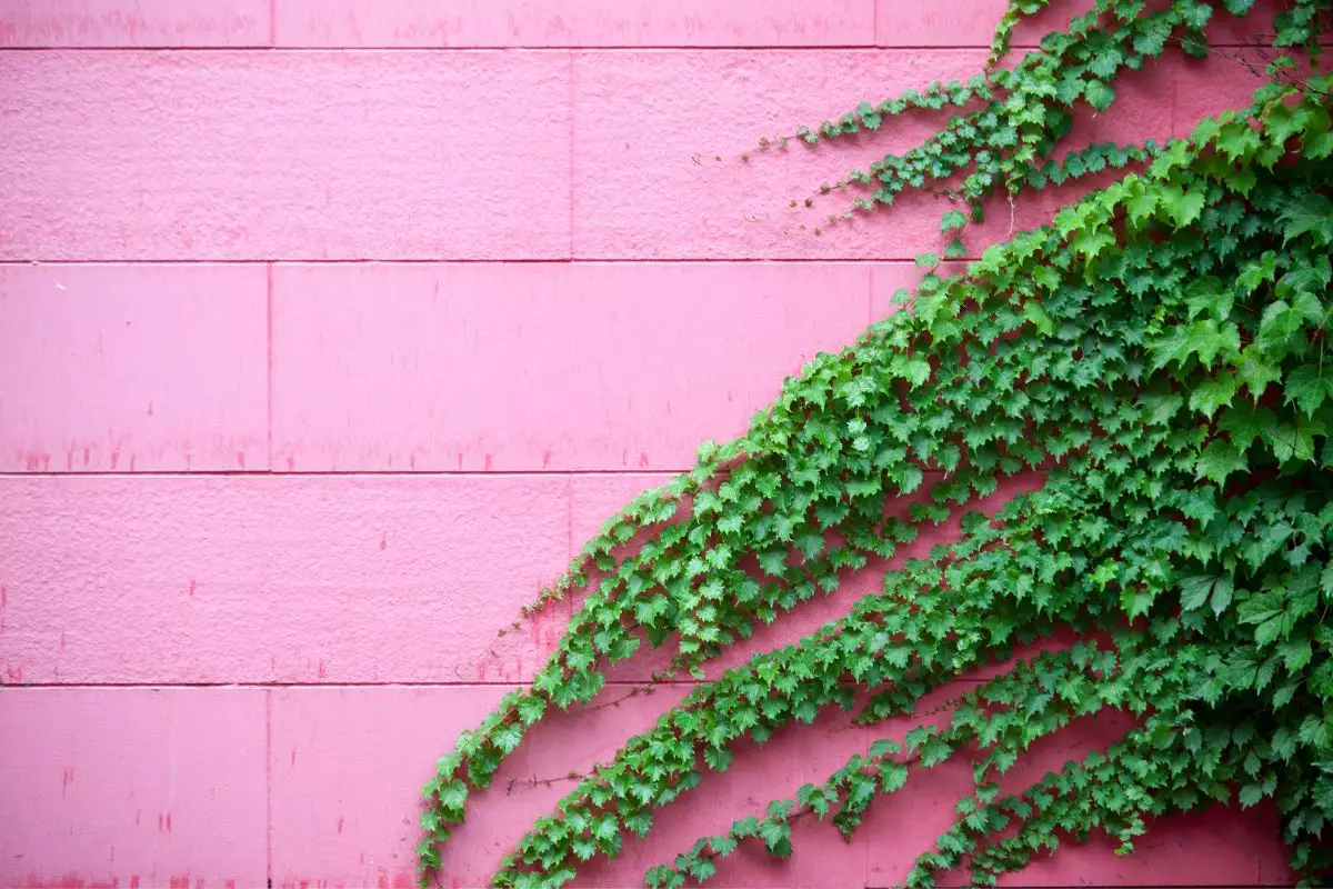 Conheça a hera-japonesa: uma ótima planta trepadeira para cultivar em casa! - Fonte: Canva