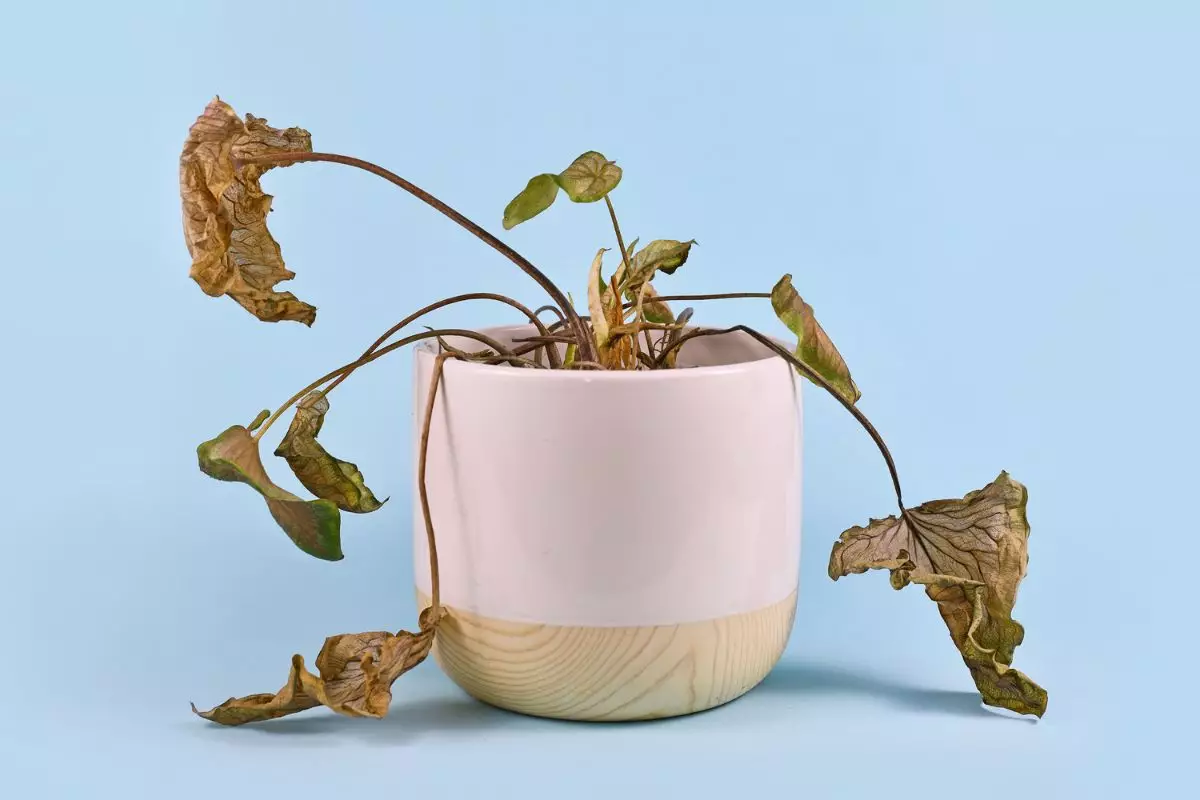Plantas que estão definhando: 4 cuidados indispensáveis para recuperá-las - Fonte: Canva