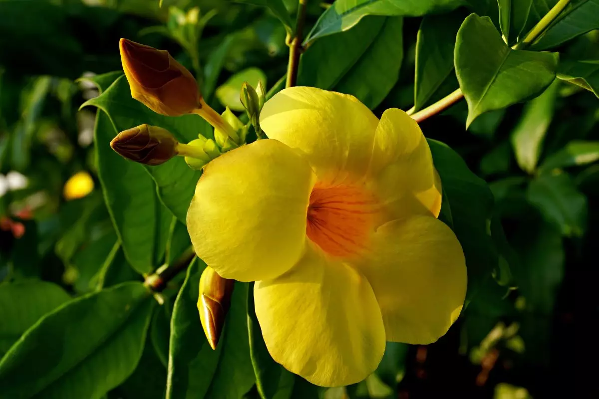 Como plantar alamanda: você certamente conhece essa florzinha popular, confira!