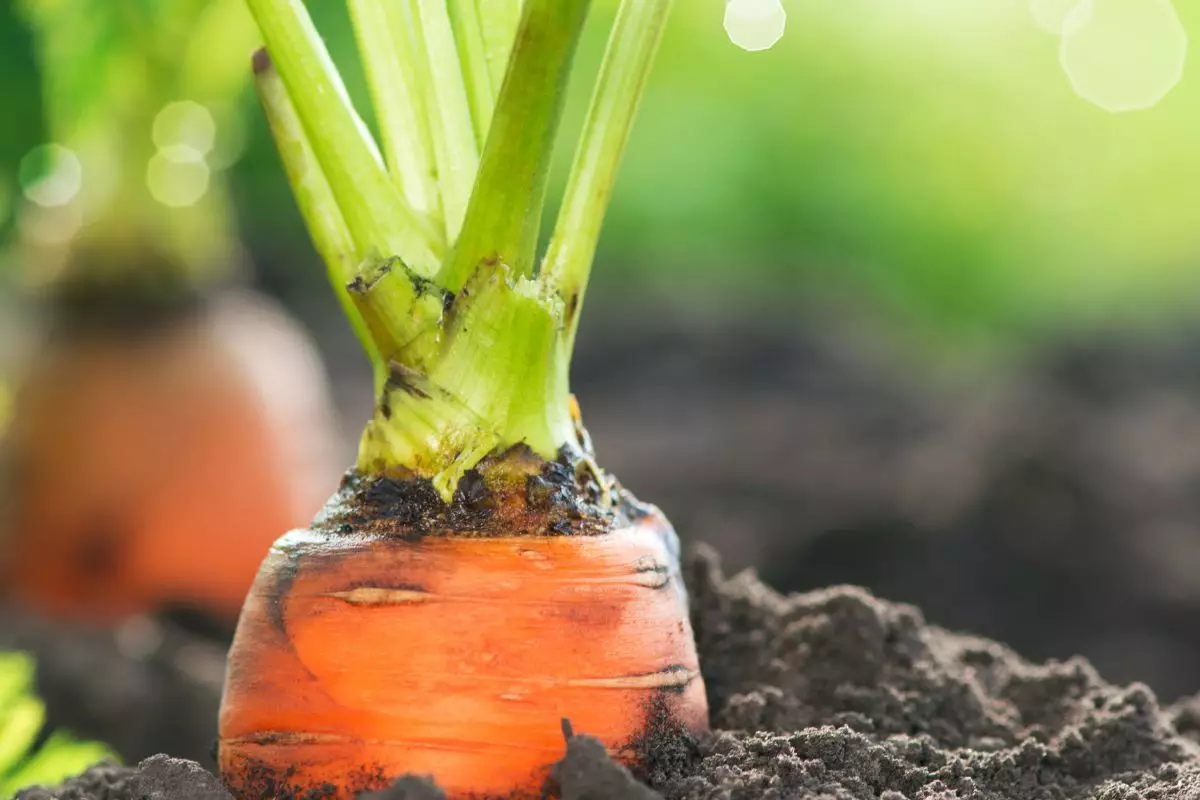 Como plantar cenoura em vaso: confira dicas de cultivo e benefícios desse vegetal! - Fonte: Canva