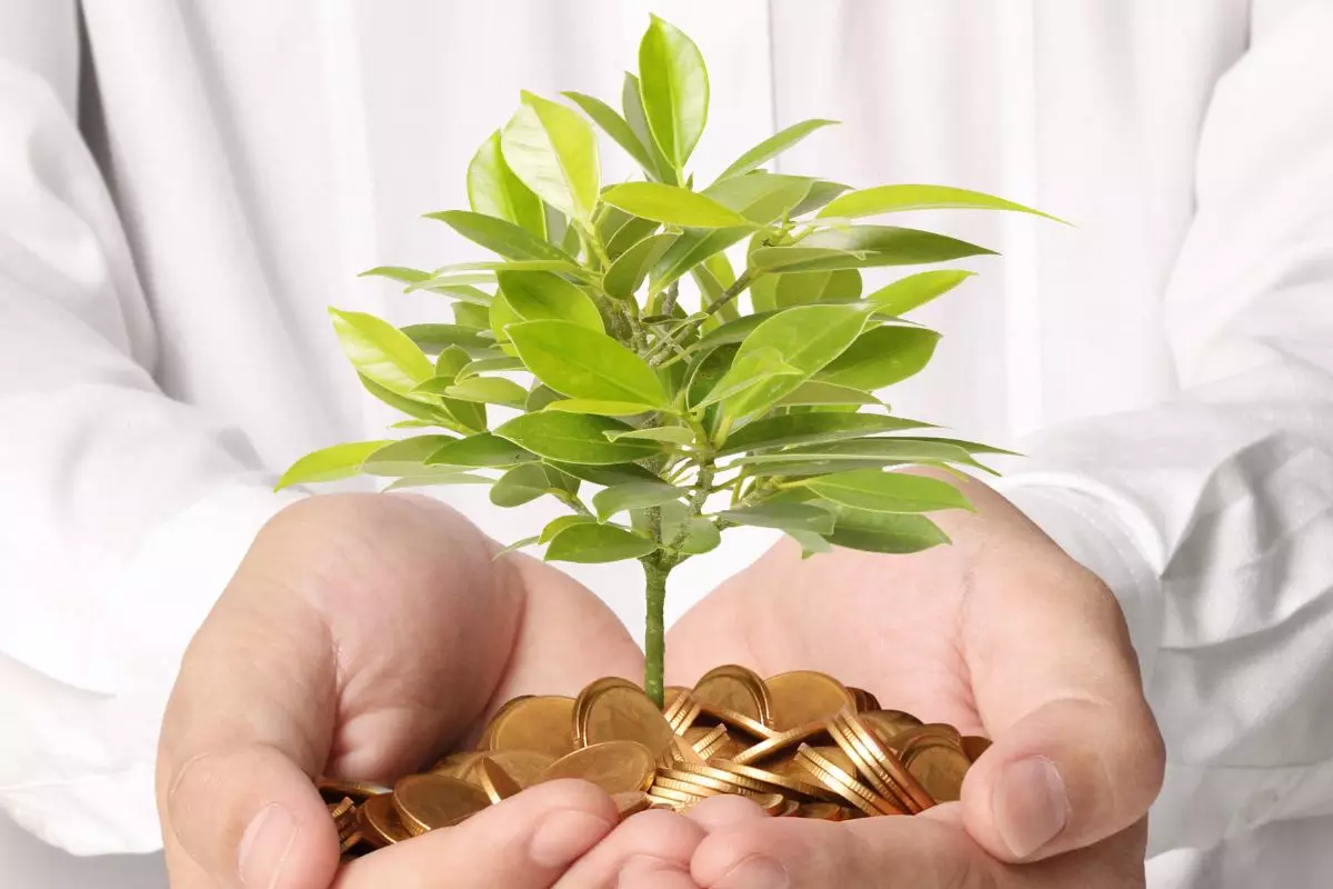 Plantas que atraem dinheiro: confira 3 opções para cultivar em casa! - Fonte: Canva