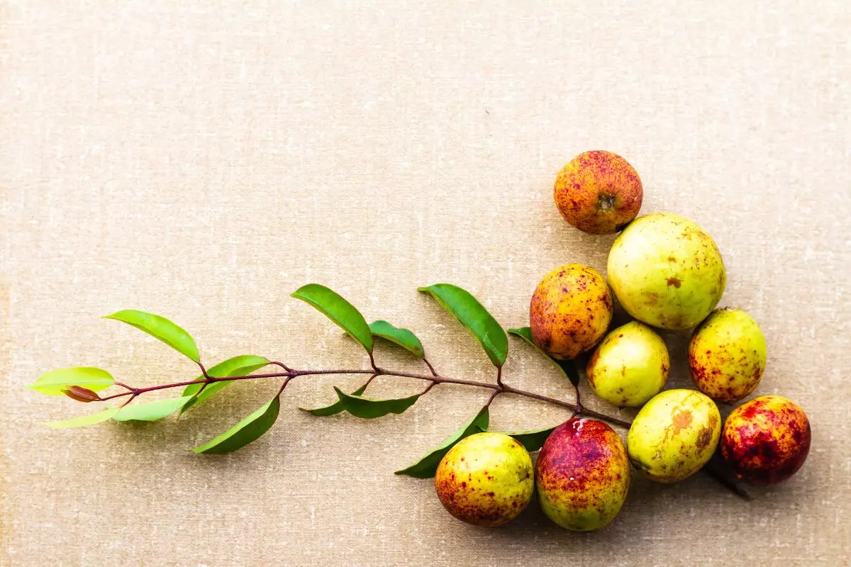 Benefícios da mangaba para saúde: aprenda mais sobre essa fruta! - Fonte: Canva