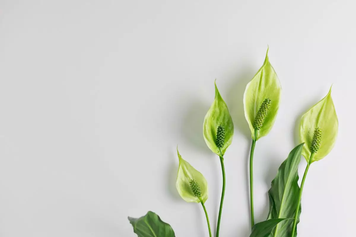 Lírio da paz: veja como cuidar corretamente e manter essa planta sempre saudável! - Fonte: Canva