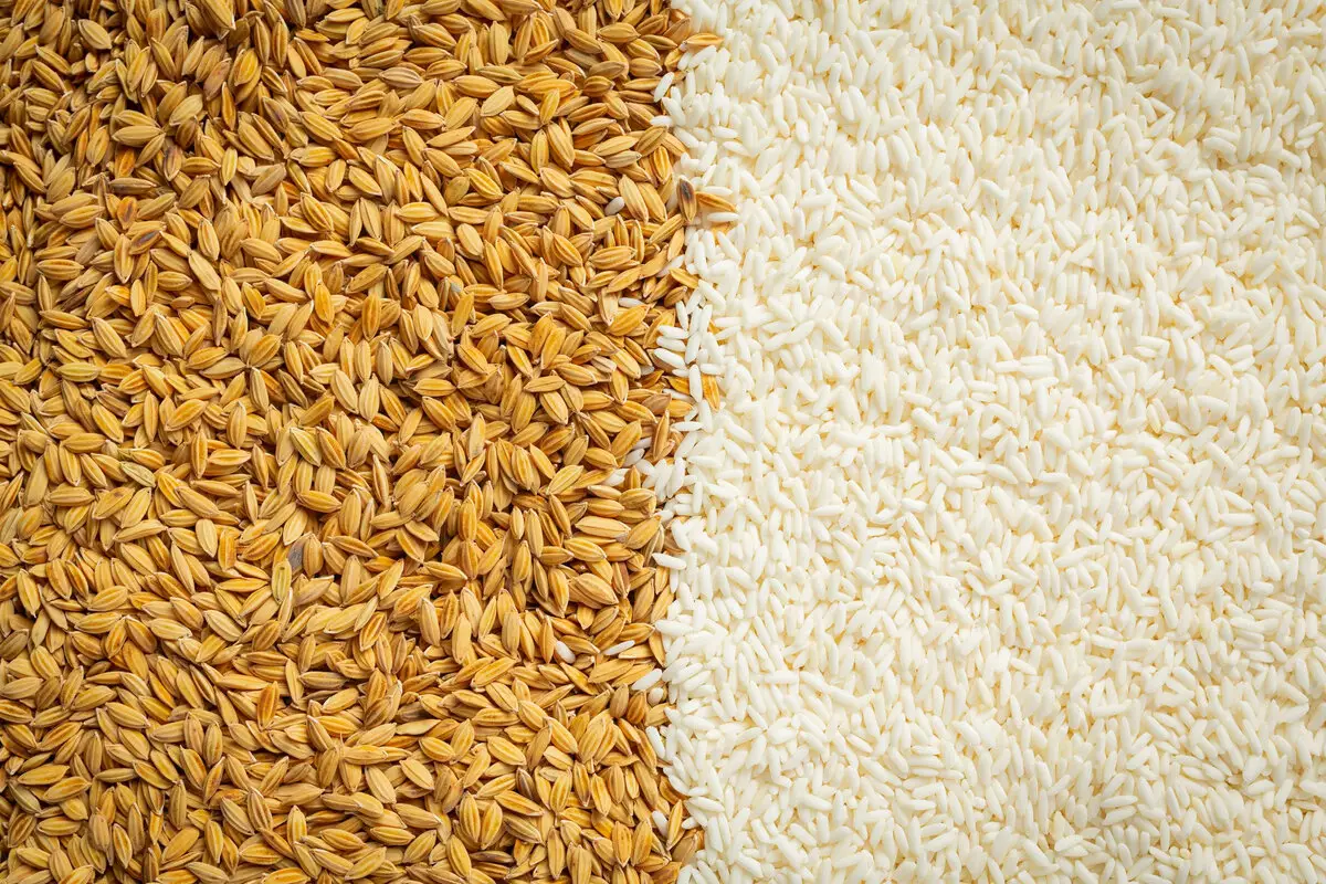Utilize casca de arroz e veja quão incrível é esse material para as plantas! Foto: Freepik