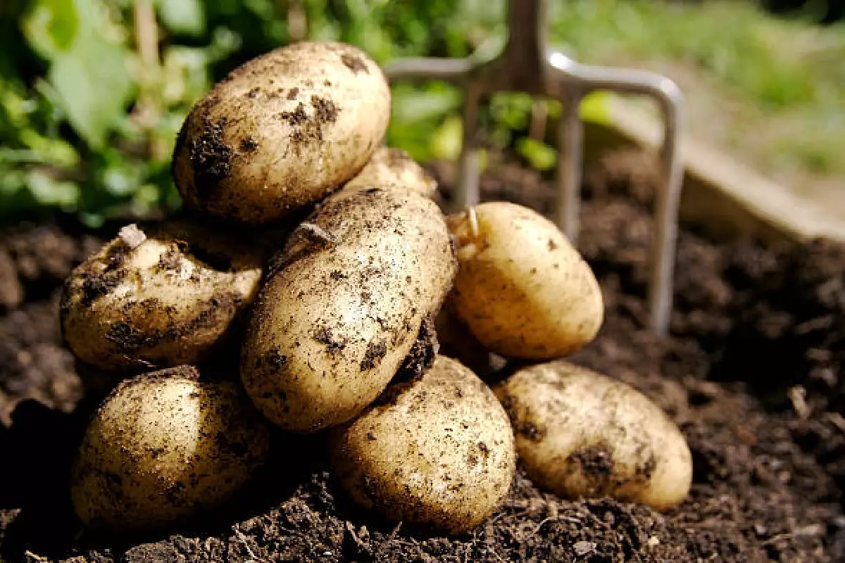Como colher batata cultivada em vaso? Veja como é simples! (Foto: Canva Pro)
