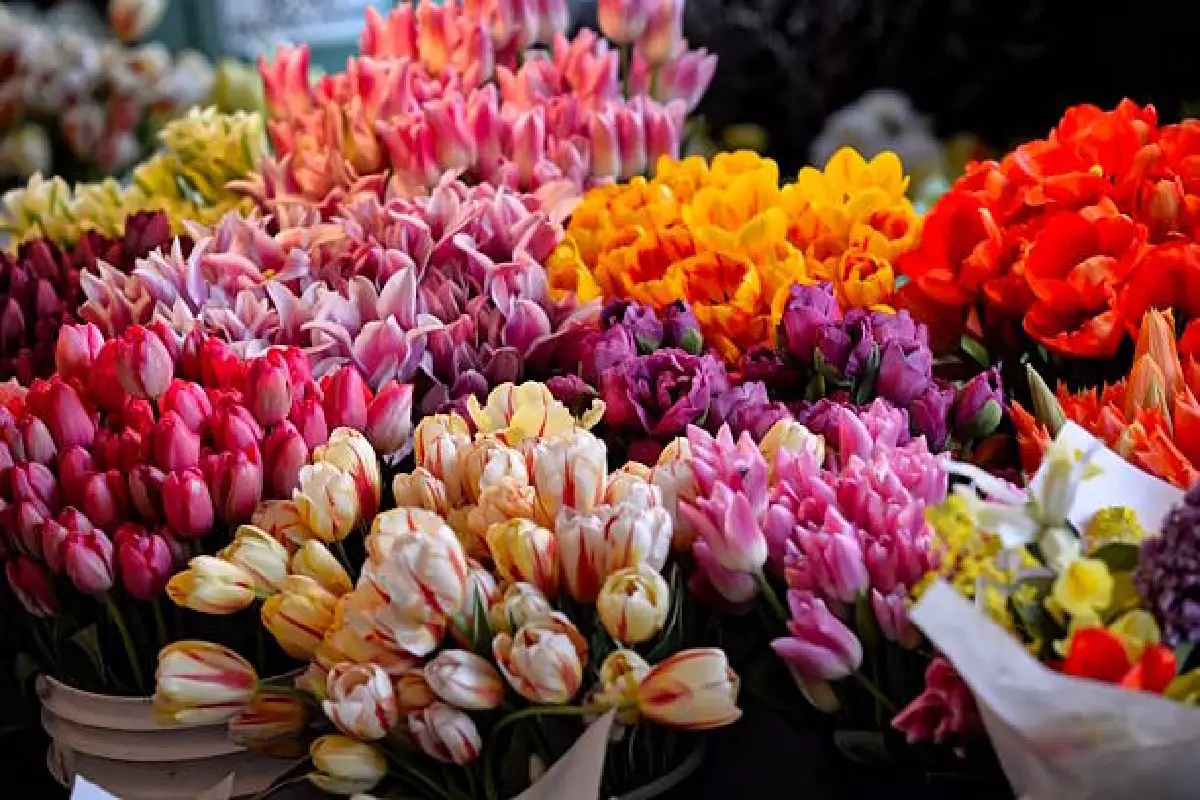 O que simboliza cada flor? Conheça 5 tipos e seus significados (Foto: Canva Pro)