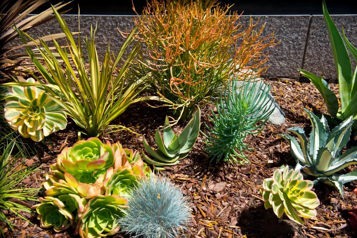 Plantas baratas: confira 3 opções de plantas bonitas e baratas, decore seu jardim! - Fonte: Canva