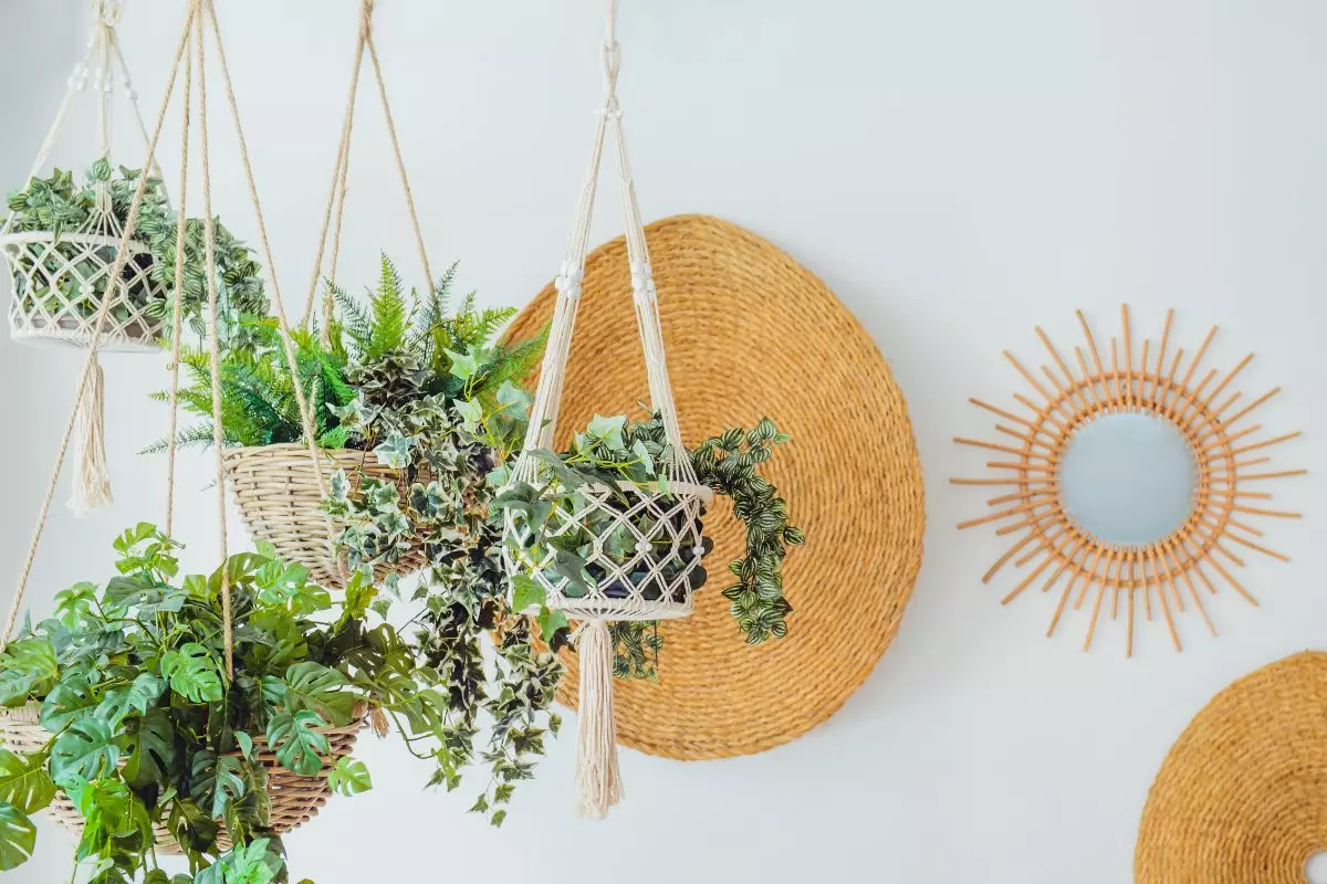 Plantas da moda: confira o top 5 usadas na decoração das casas